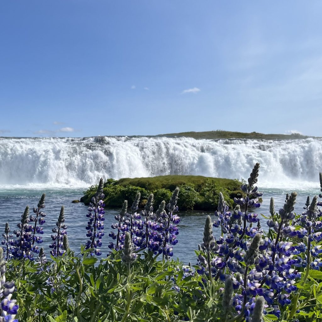 une cascade et des lupins