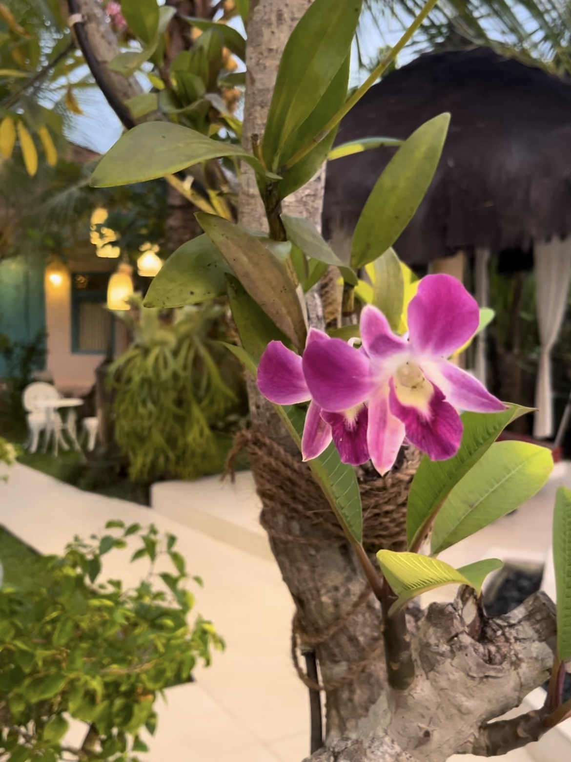 orchidées roses
