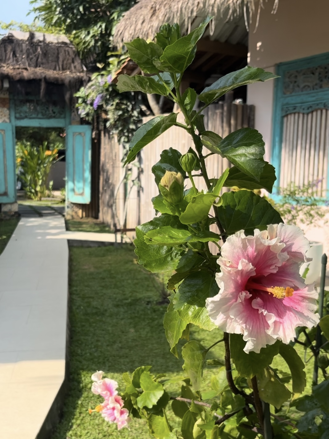 hibiscus rose et blanc