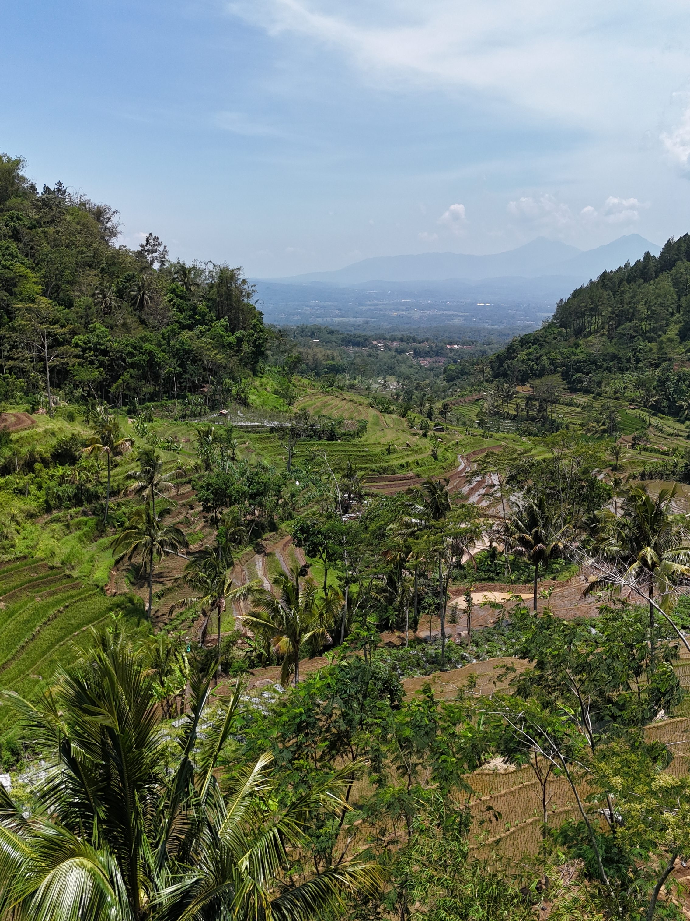 Rizières en terrasse et jungle