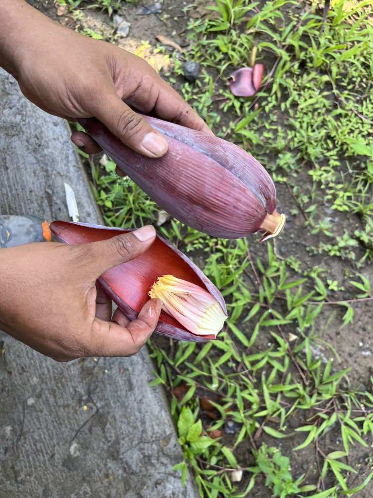 Fleur de bananier