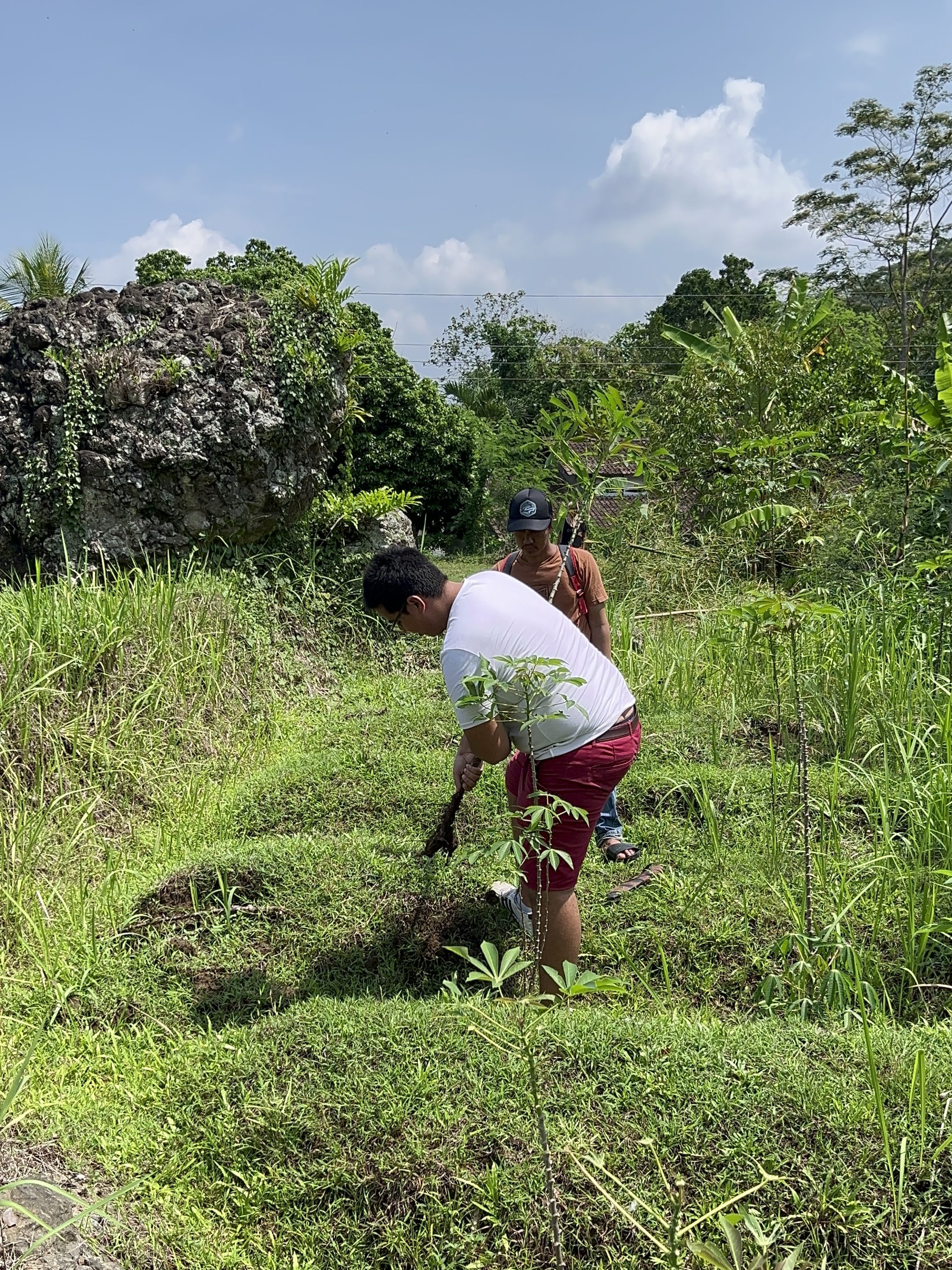 Homme déterrant du manioc