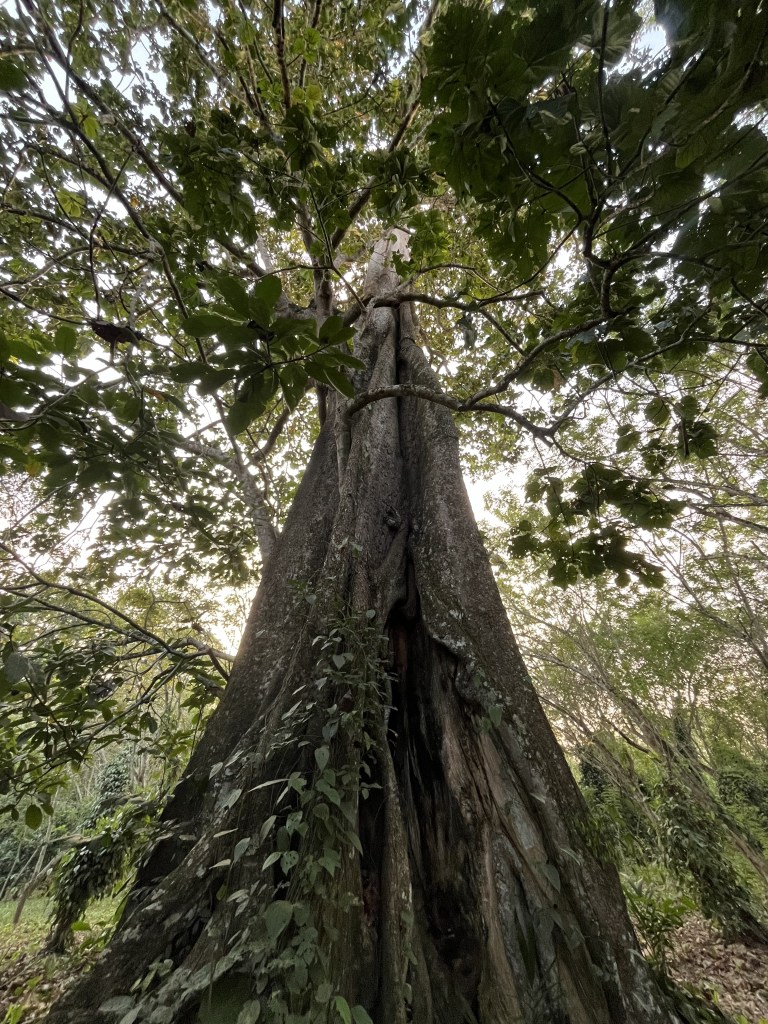 Arbre fromager vue d'en bas