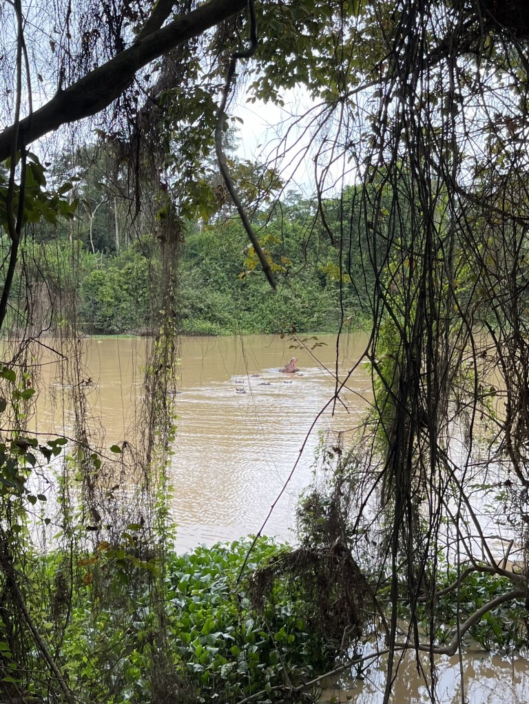 Hippopotames dans un fleuve vus de loin
